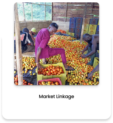 Market Linkage