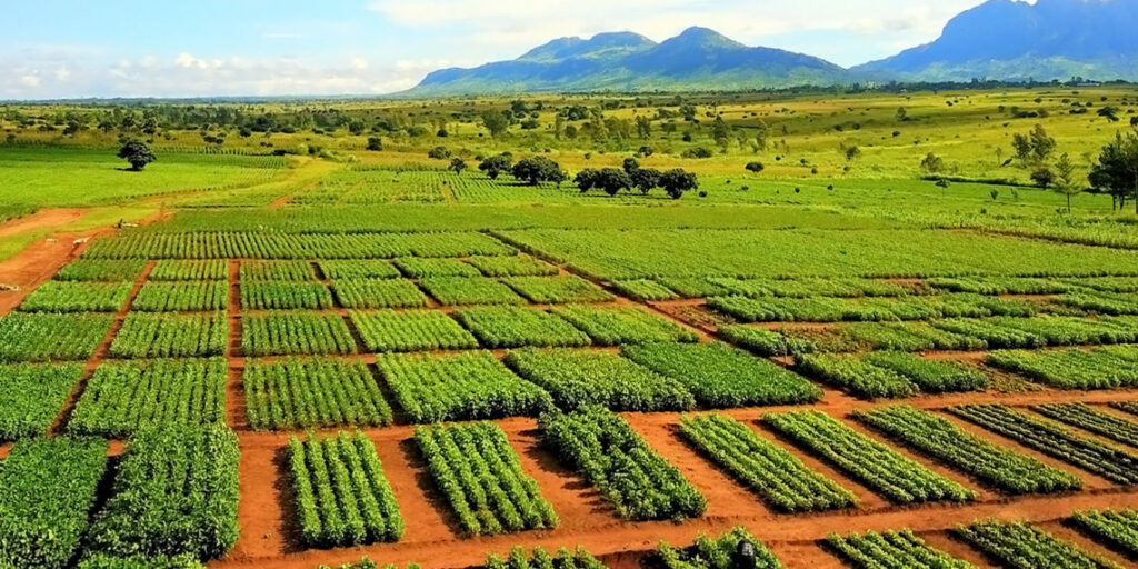 Sustainable Future in Agricultural Productivity